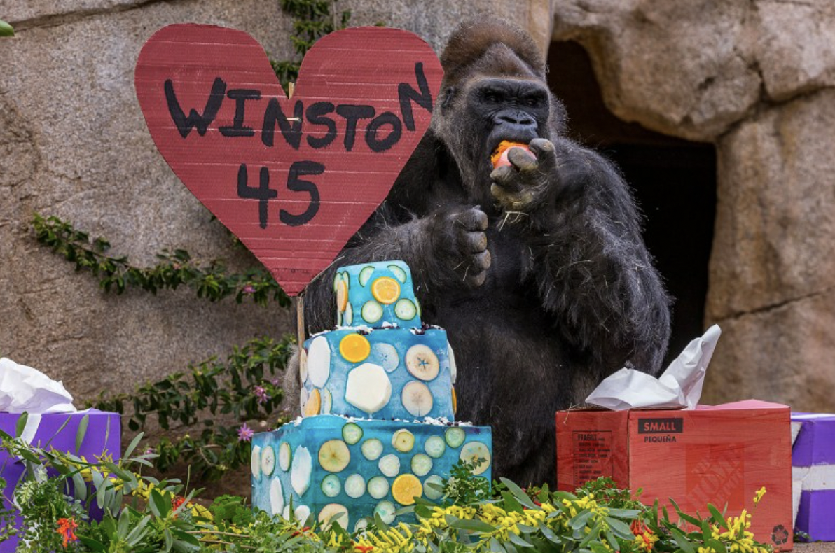 Foto: Zoo Safari Park de San Diego