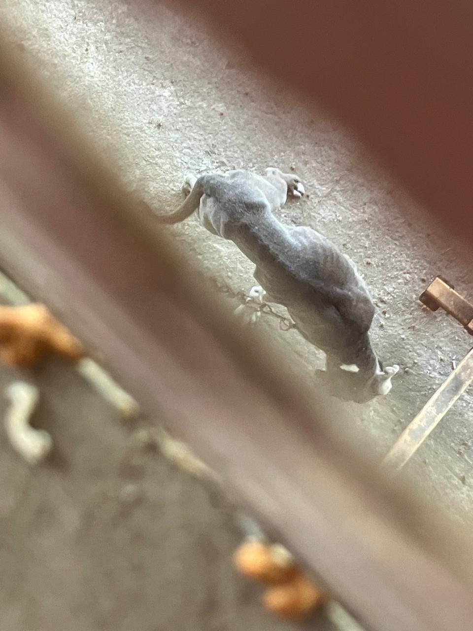 Abogados Animalistas México