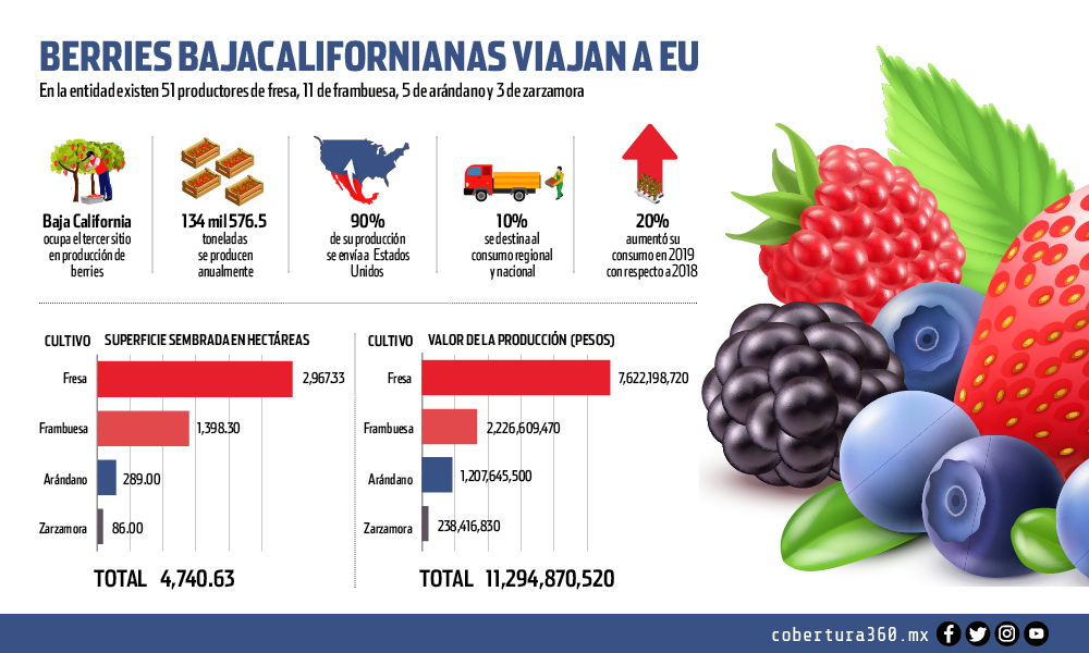 Blueberries Consulting.com