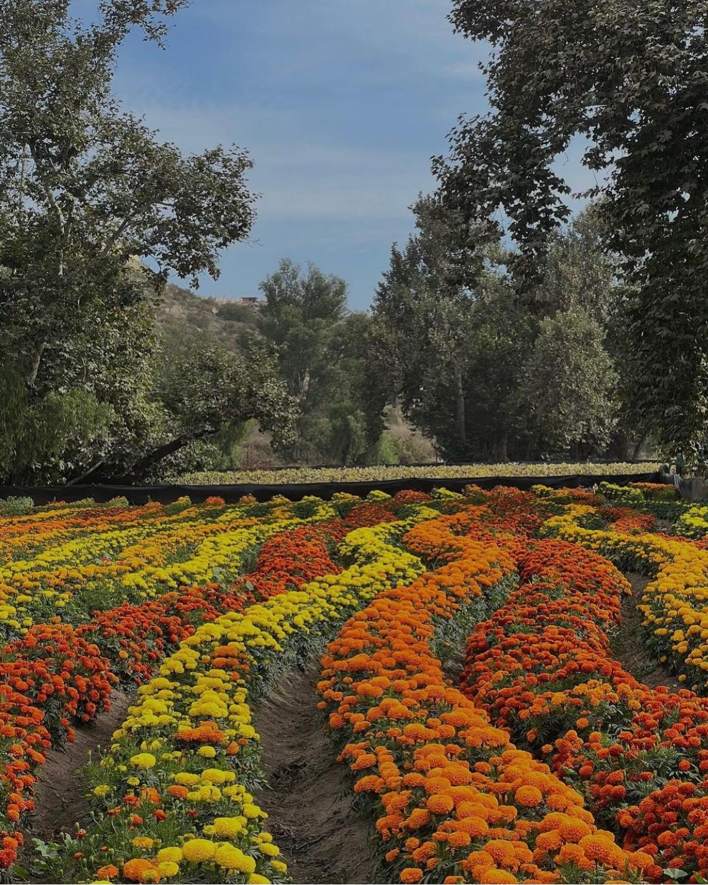 La Ruta del Maíz Facebook